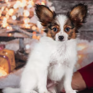 Papillon Puppies for Sale in Rapid City, SD