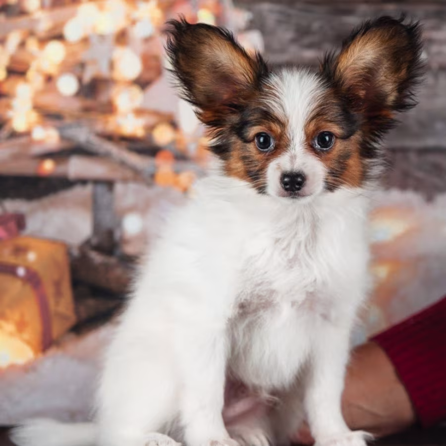 Papillon Puppies for Sale in Rapid City, SD