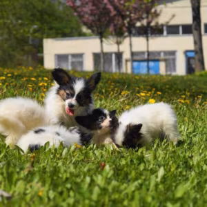 Papillon Girls for Sale in Dallas, TX