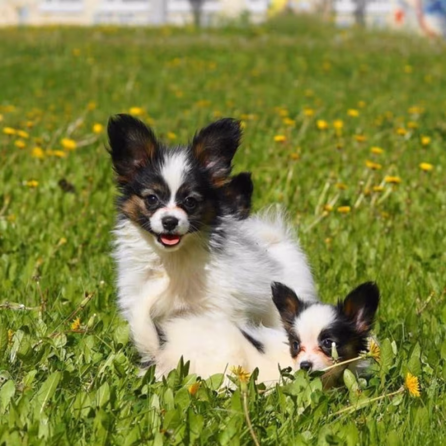 Papillon Girls for Sale in Dallas, TX