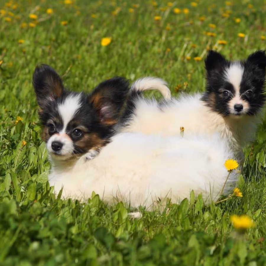 Papillon Girls for Sale in Dallas, TX
