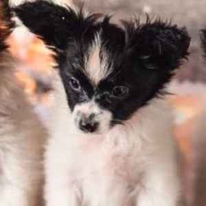 Papillon Girls for Sale in Dallas, TX