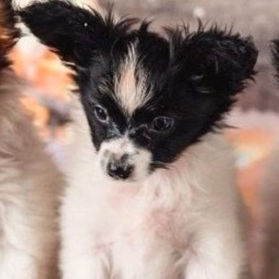 Papillon Girls for Sale in Dallas, TX