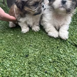 Shih Tzu puppies