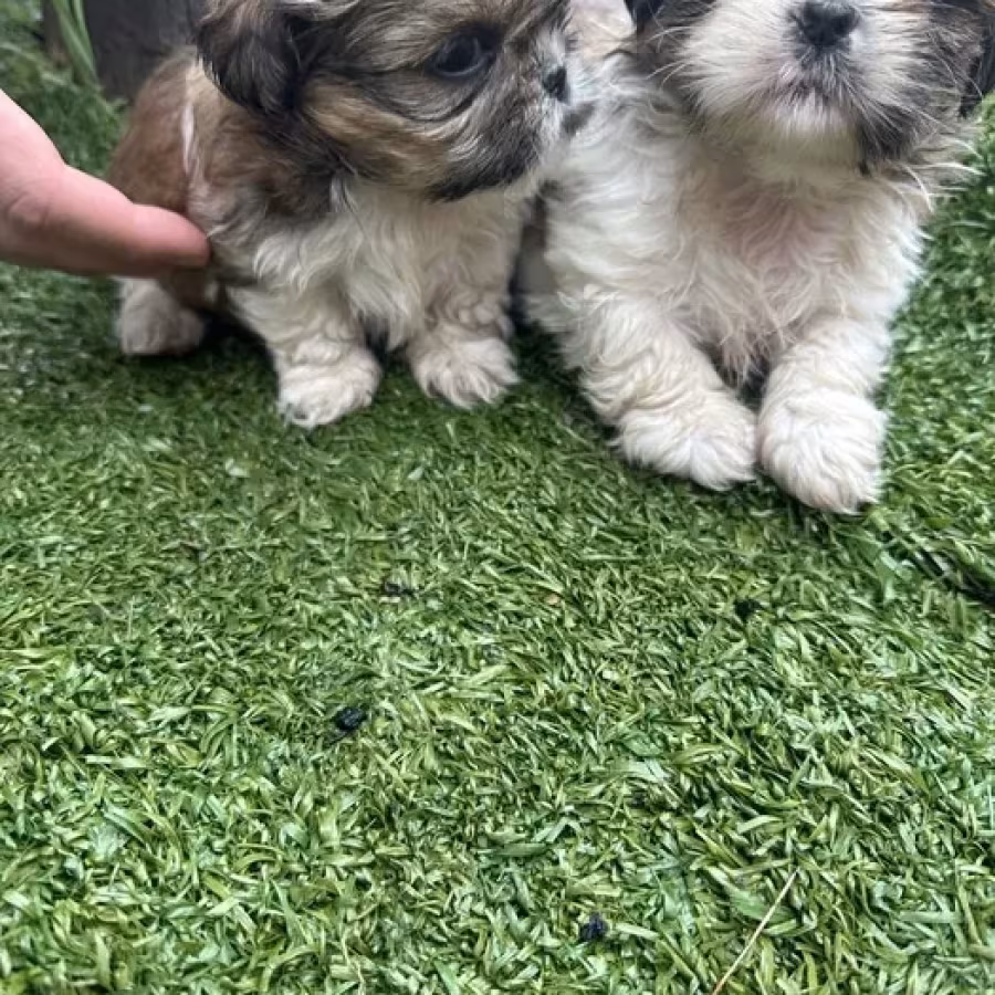 Shih Tzu puppies