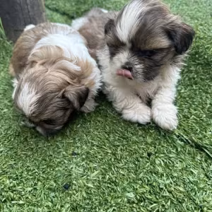 Shih Tzu puppies