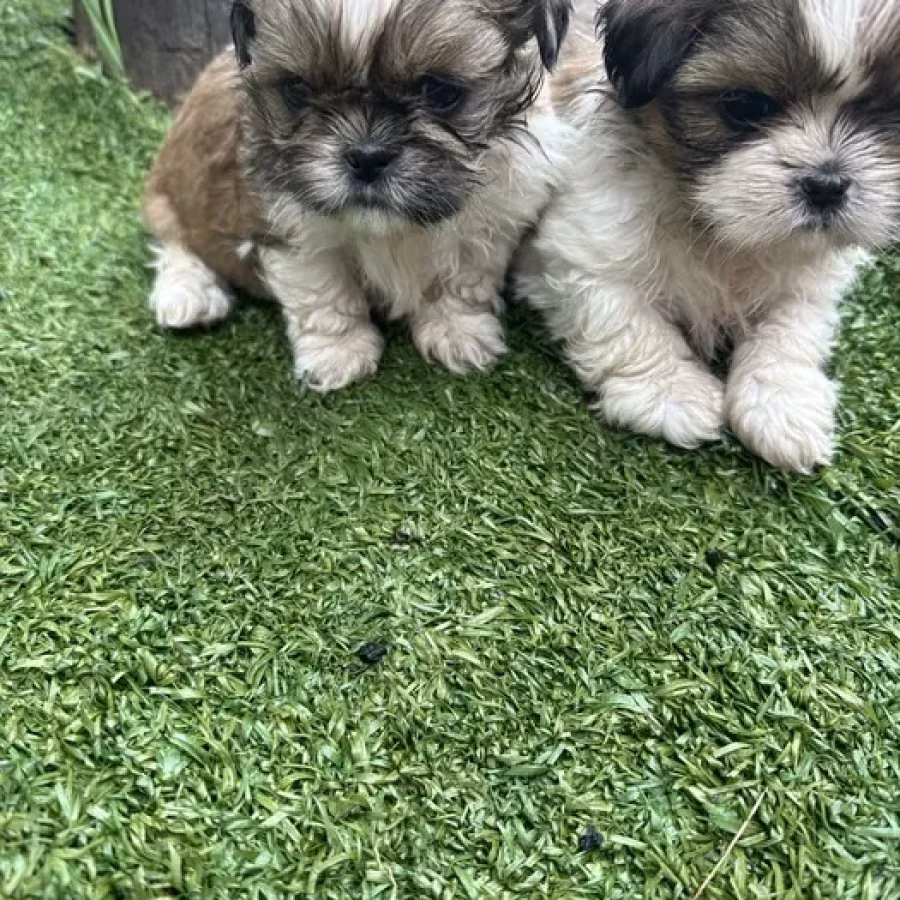 Shih Tzu puppies