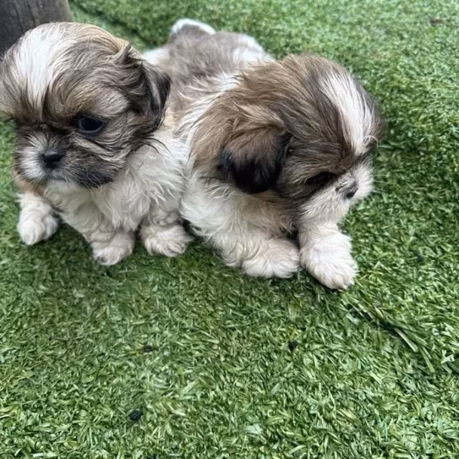 Shih Tzu puppies