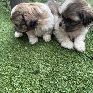 Shih Tzu puppies