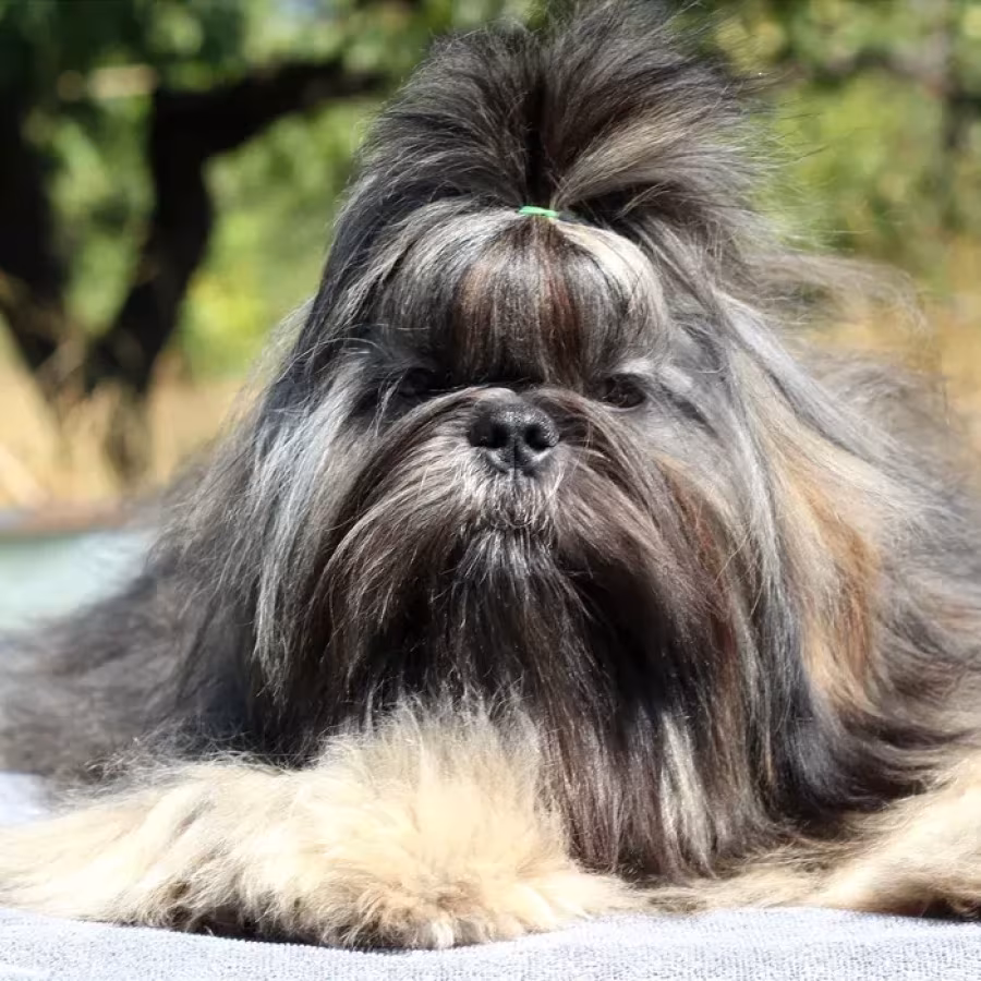 Wonderful Shih Tzu boy, 11 months old