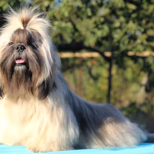 Wonderful Shih Tzu boy, 11 months old