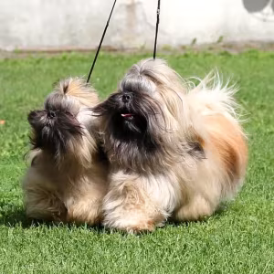Wonderful Shih Tzu boy, 11 months old