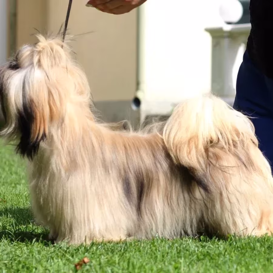 Wonderful Shih Tzu boy, 11 months old