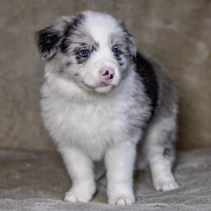 8-Week-Old Female Collie Puppy for Sale in Dallas, TX