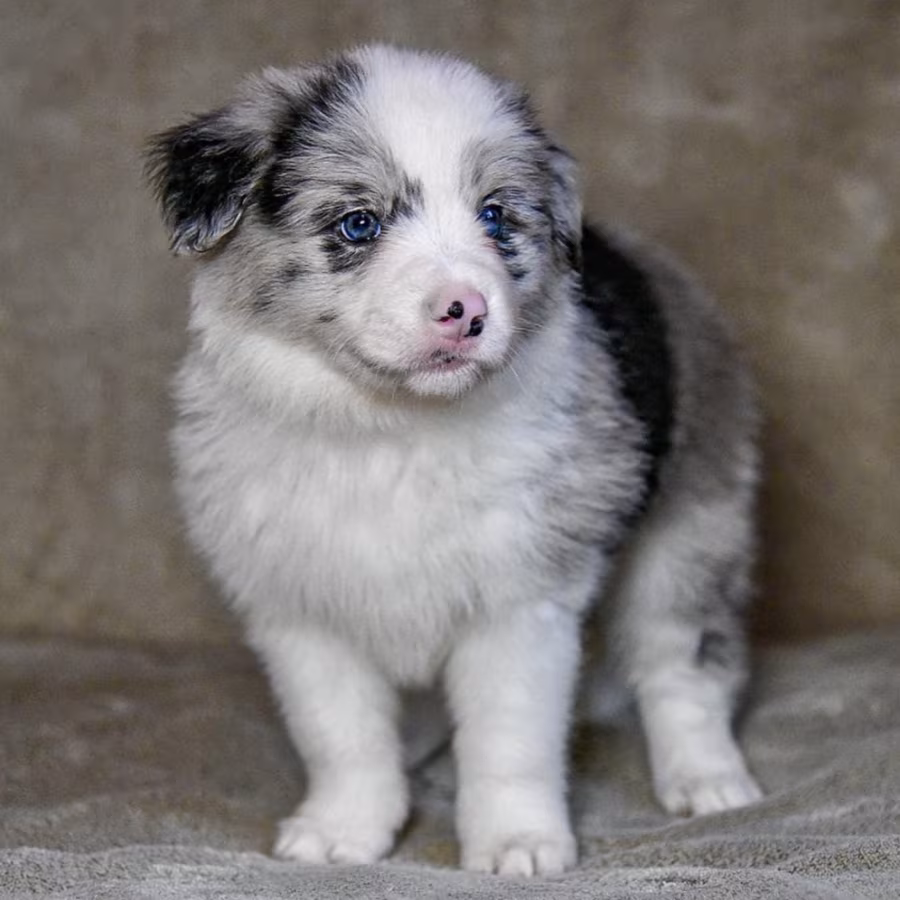 8-Week-Old Female Collie Puppy for Sale in Dallas, TX