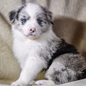 8-Week-Old Female Collie Puppy for Sale in Dallas, TX