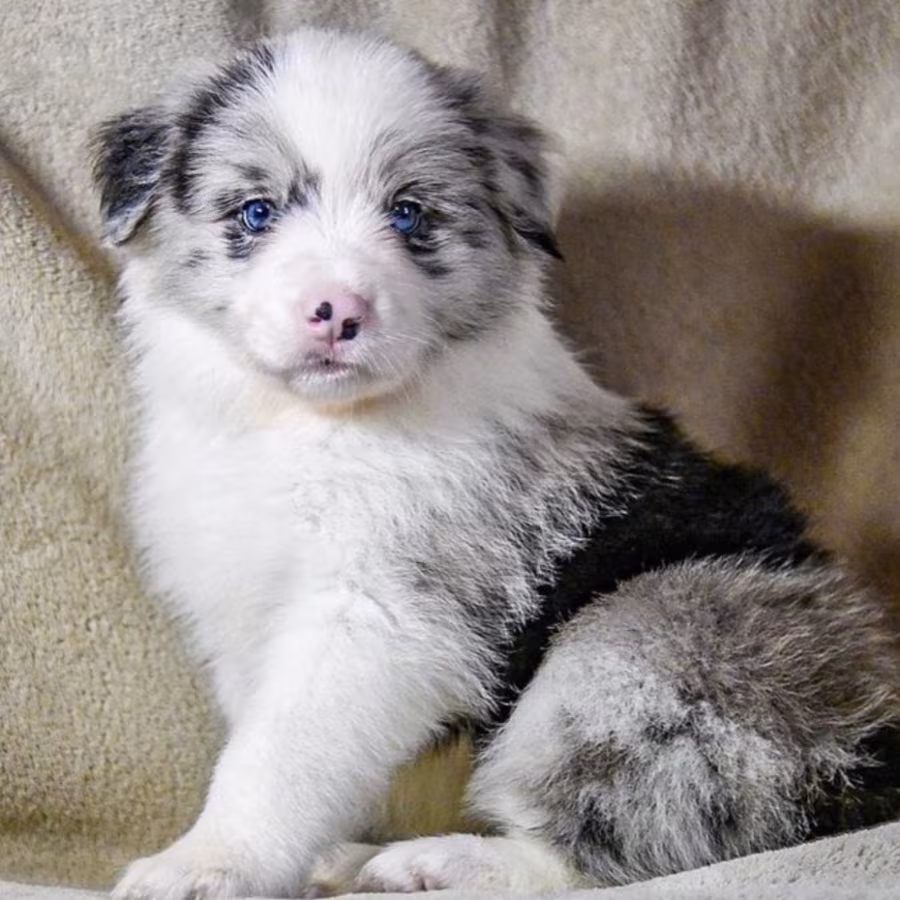 8-Week-Old Female Collie Puppy for Sale in Dallas, TX