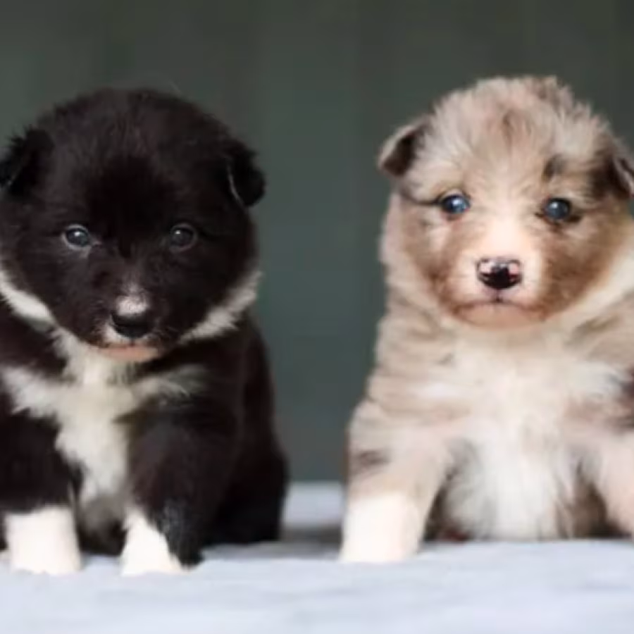 Collie Puppies for Sale in Harvey, LA