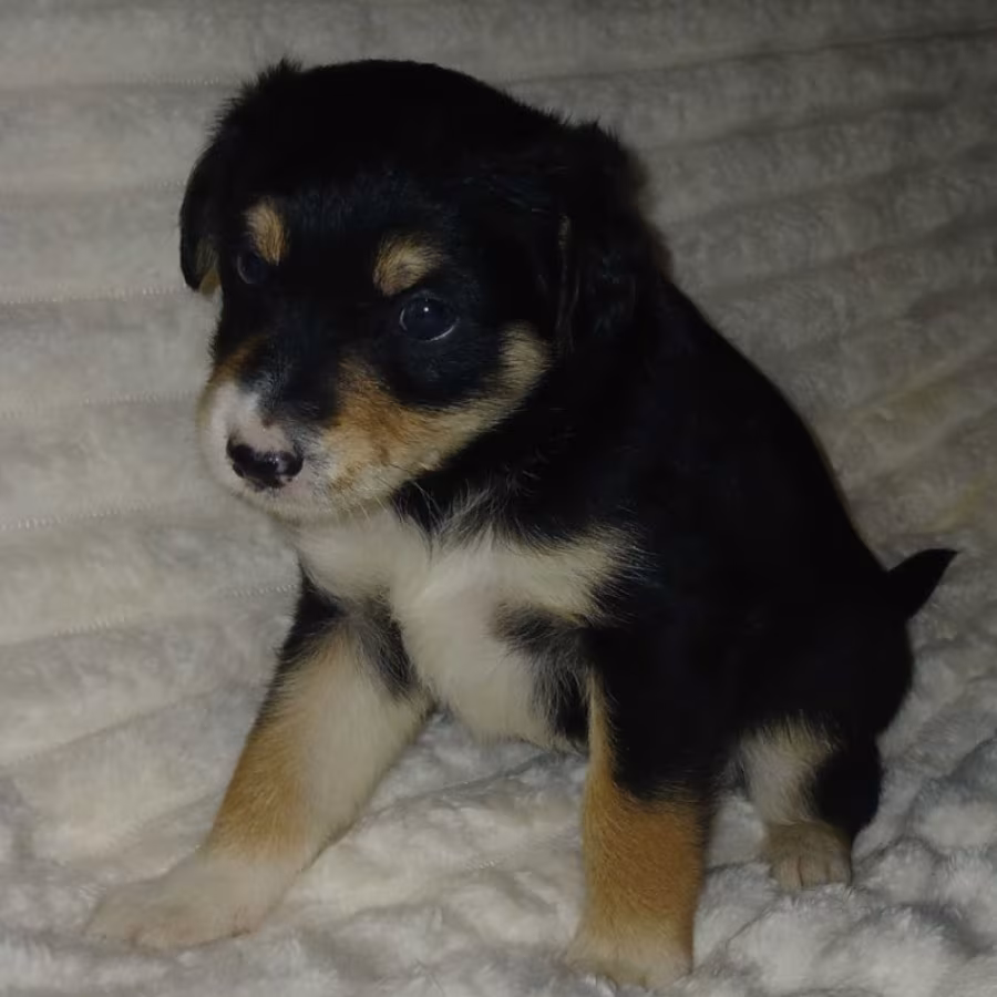 Collie Puppies for Sale in Muncie, IN