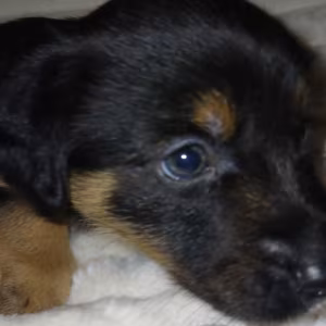 Collie Puppies for Sale in Muncie, IN