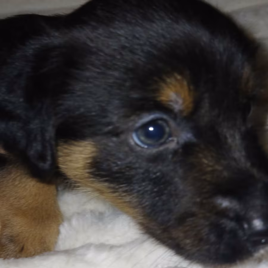 Collie Puppies for Sale in Muncie, IN