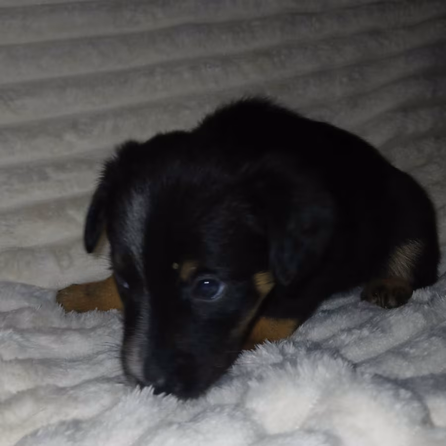 Collie Puppies for Sale in Muncie, IN