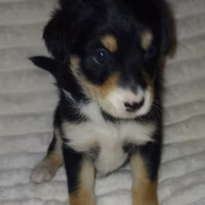 Collie Puppies for Sale in Muncie, IN
