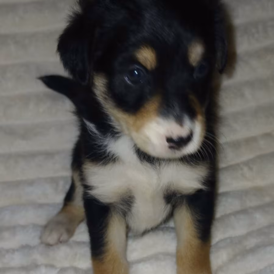 Collie Puppies for Sale in Muncie, IN