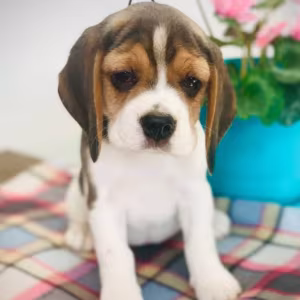 Beagle Puppies Looking for a Home in San Diego, CA