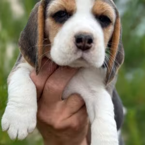 Beagle Puppies Looking for a Home in San Diego, CA