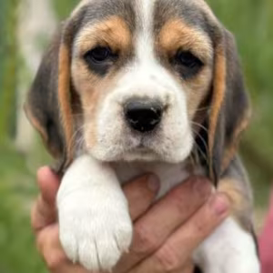 Beagle Puppies Looking for a Home in San Diego, CA