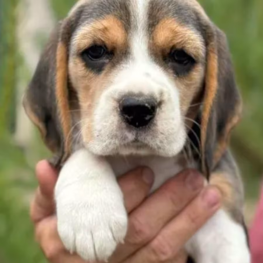 Beagle Puppies Looking for a Home in San Diego, CA