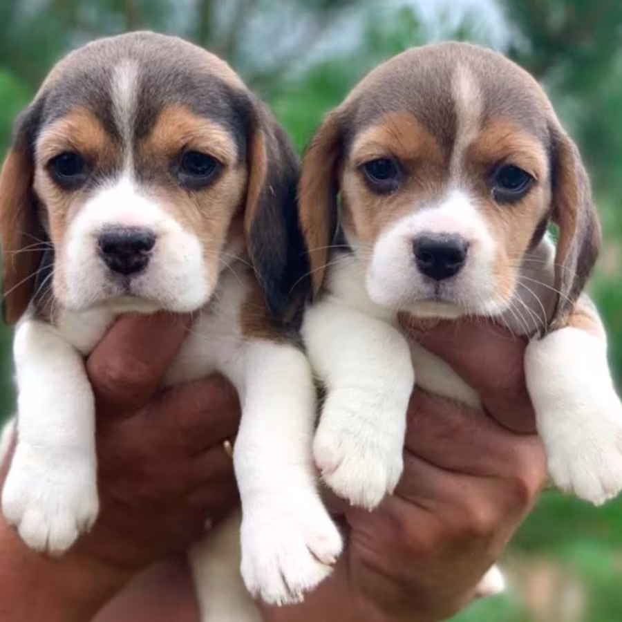 Beagle Puppies Looking for a Home in San Diego, CA