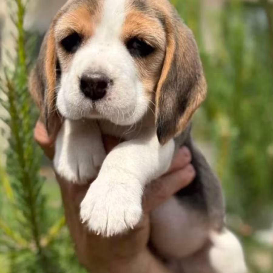 Beagle Puppies Looking for a Home in San Diego, CA