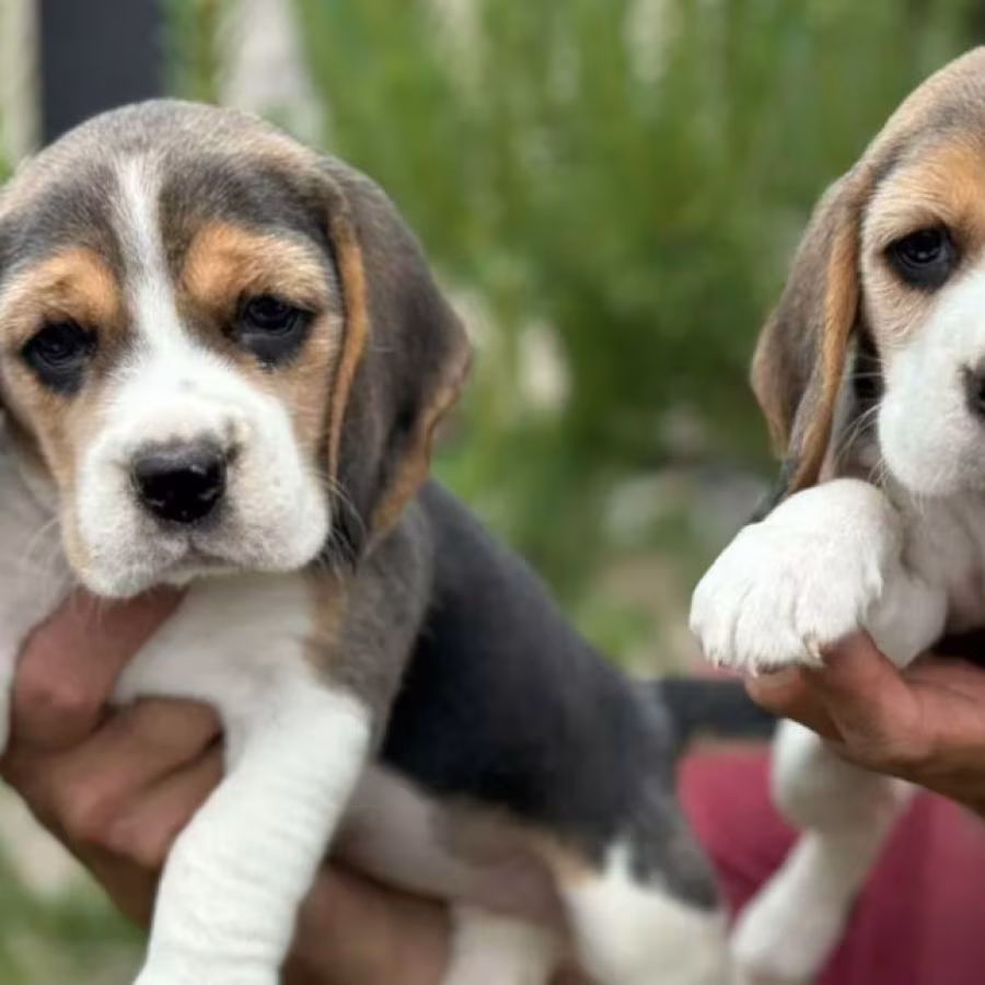 Beagle Puppies Looking for a Home in San Diego, CA