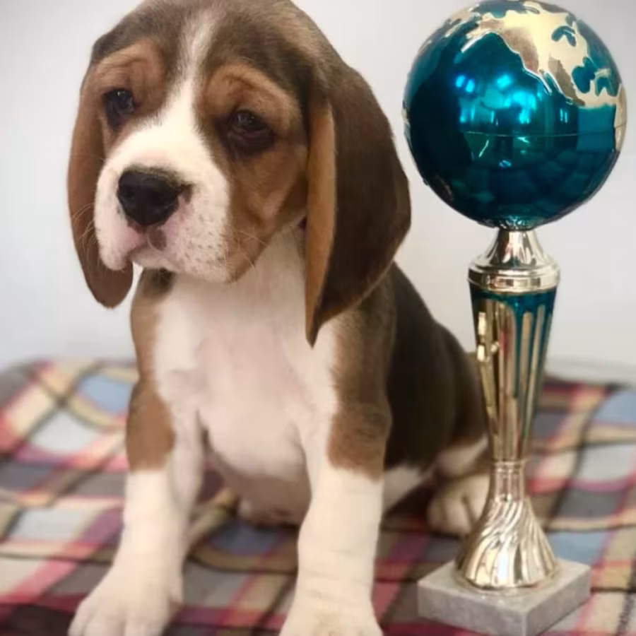 Beagle Puppies Looking for a Home in San Diego, CA