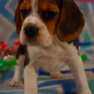 Beagle Puppy for Sale in San Antonio, TX