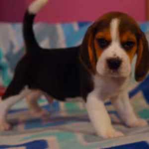 Beagle Puppy for Sale in San Antonio, TX