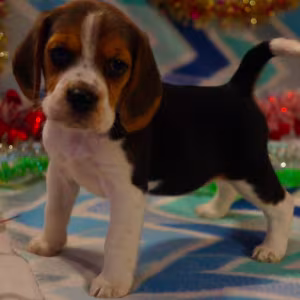 Beagle Puppy for Sale in San Antonio, TX