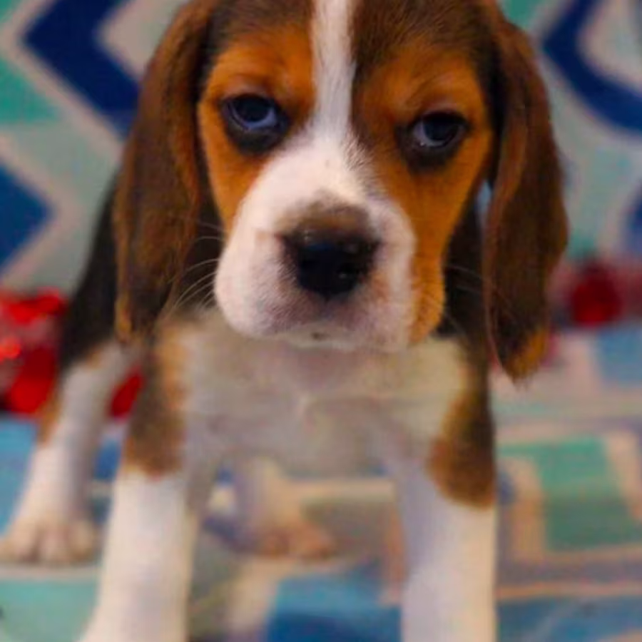 Beagle Puppy for Sale in San Antonio, TX
