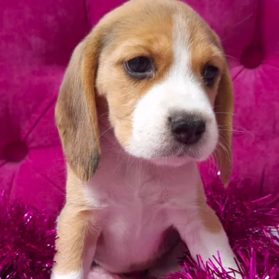 2 Beagle Girls Available for Reservation Kennel in Jacksonville, FL