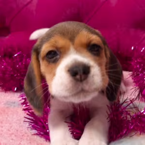 2 Beagle Girls Available for Reservation Kennel in Jacksonville, FL