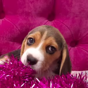 2 Beagle Girls Available for Reservation Kennel in Jacksonville, FL