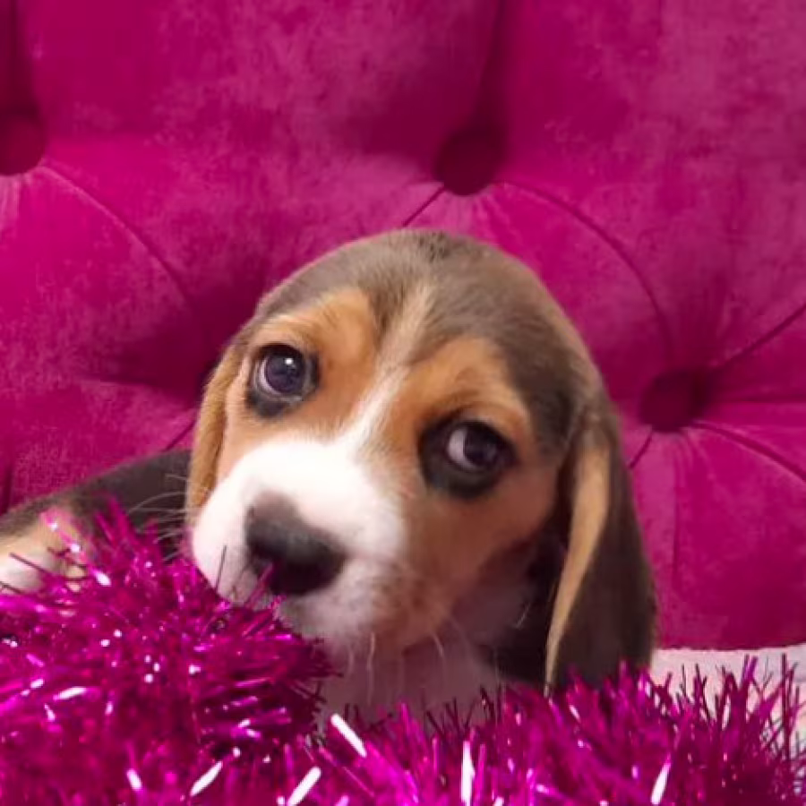 2 Beagle Girls Available for Reservation Kennel in Jacksonville, FL
