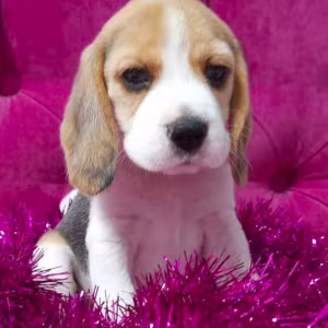 2 Beagle Girls Available for Reservation Kennel in Jacksonville, FL