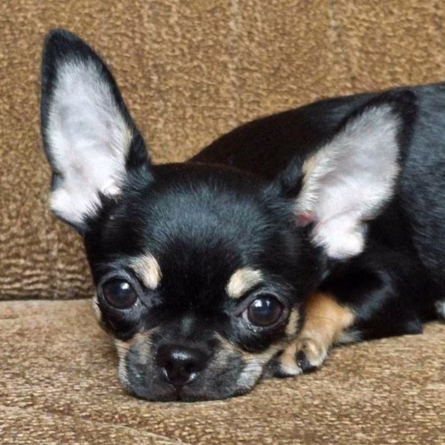 Wonderful Chihuahua Boy Looking for a New Home