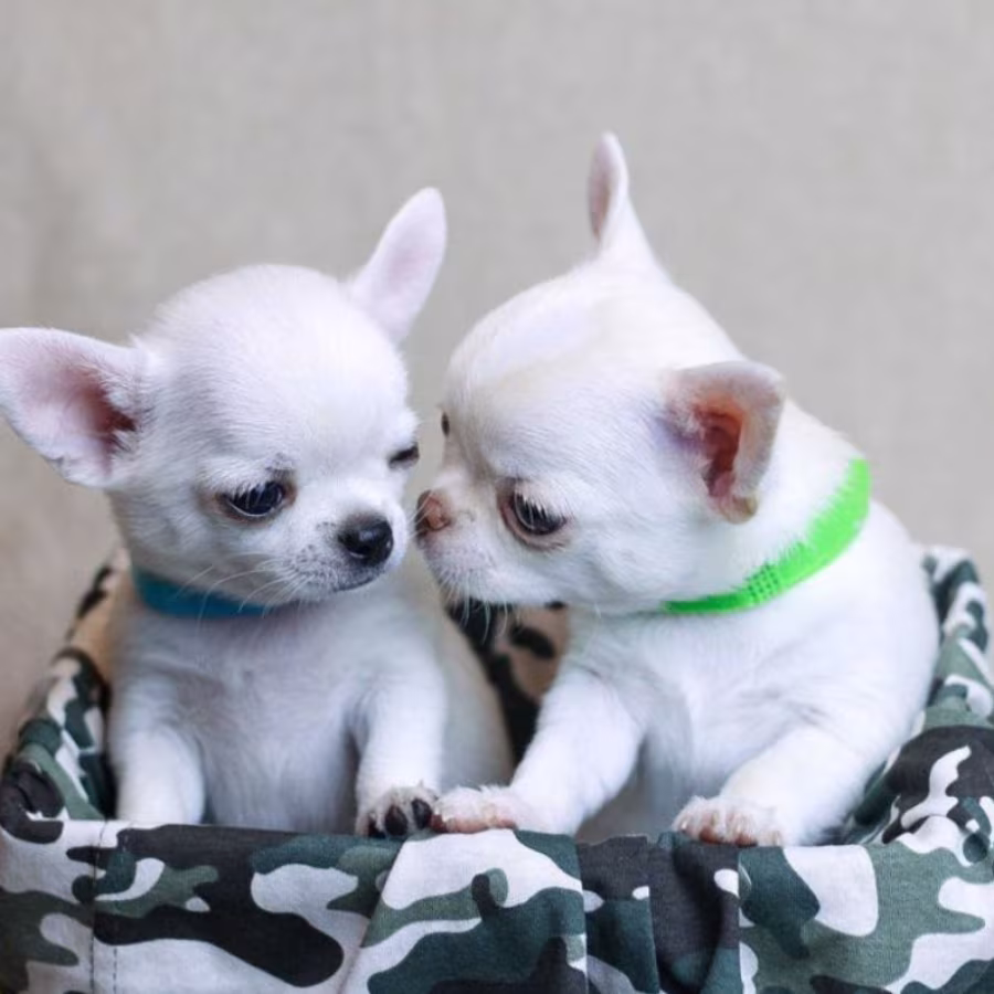 Chihuahua Puppies for Sale, Boys, 5 Weeks Old in Dallas, TX
