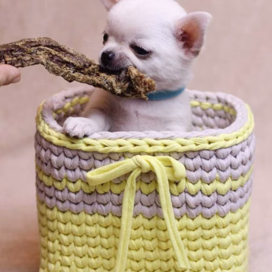 Chihuahua Puppies for Sale, Boys, 5 Weeks Old in Dallas, TX