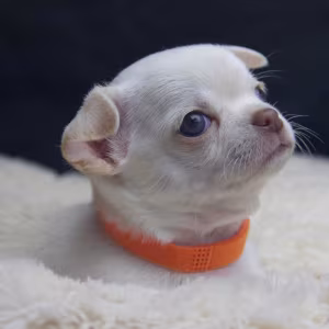 Chihuahua Puppies for Sale, Boys, 5 Weeks Old in Dallas, TX