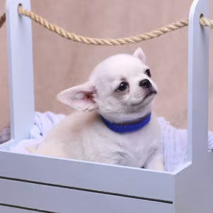 Chihuahua Puppies for Sale, Boys, 5 Weeks Old in Dallas, TX